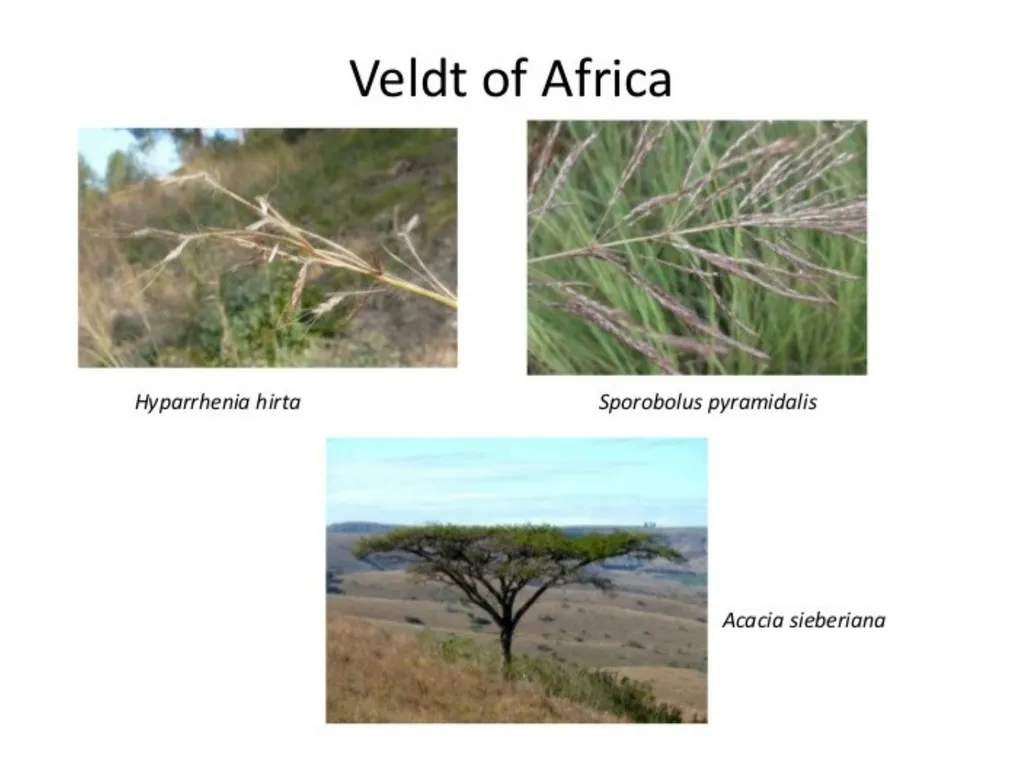 Ppt for Geography Hons,part - slide 6 of 11