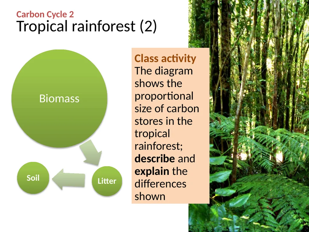 CARBON CYCLE 2: biome storage WJEC Focus Box 3.1.7 - slide 6 of 13