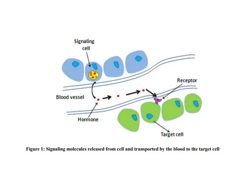 CELL SIGNALLING “Cell signalling is the process by - slide 5 of 19