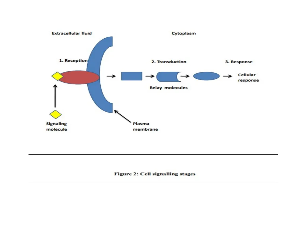 CELL SIGNALLING “Cell signalling is the process by - slide 7 of 19