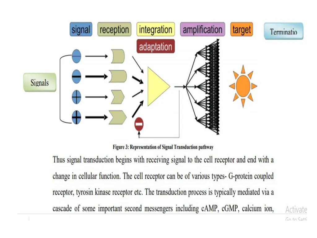 CELL SIGNALLING “Cell signalling is the process by - slide 9 of 19