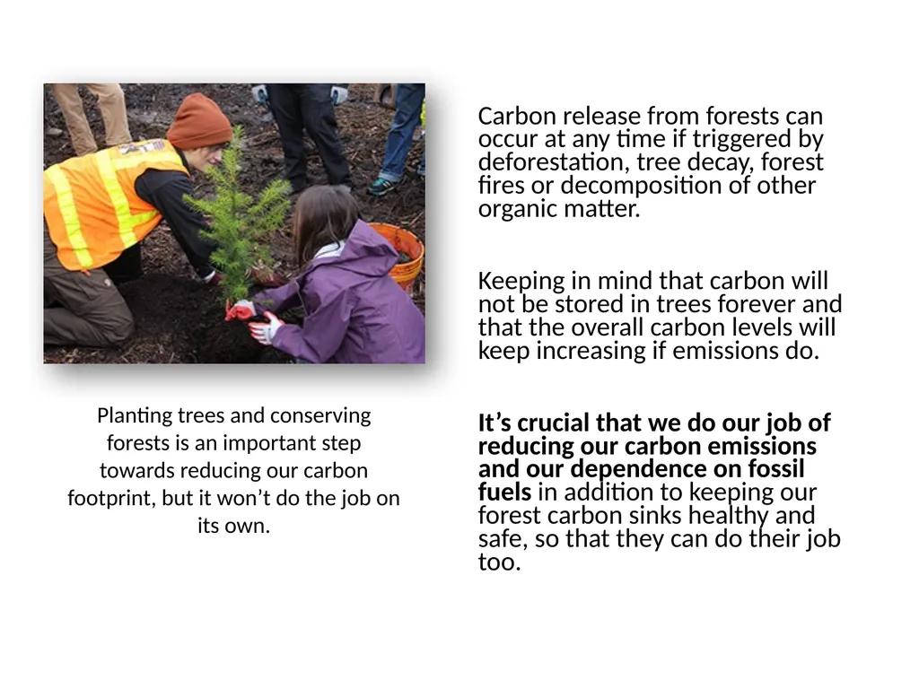 Forests as Carbon Sinks Adapted from Loose Leaf: - slide 11 of 11