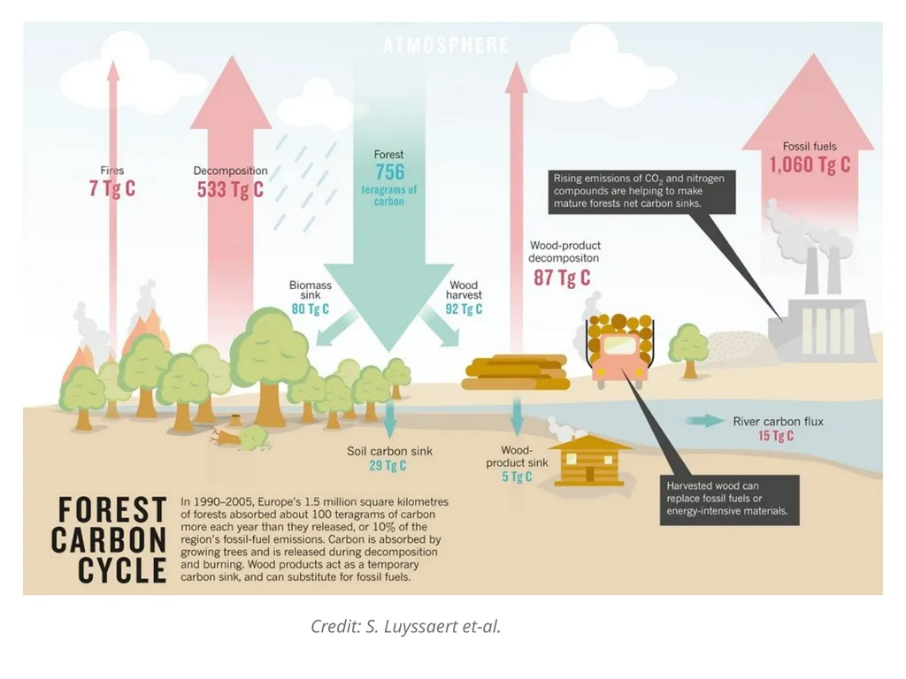 Forests as Carbon Sinks Adapted from Loose Leaf: - slide 6 of 11