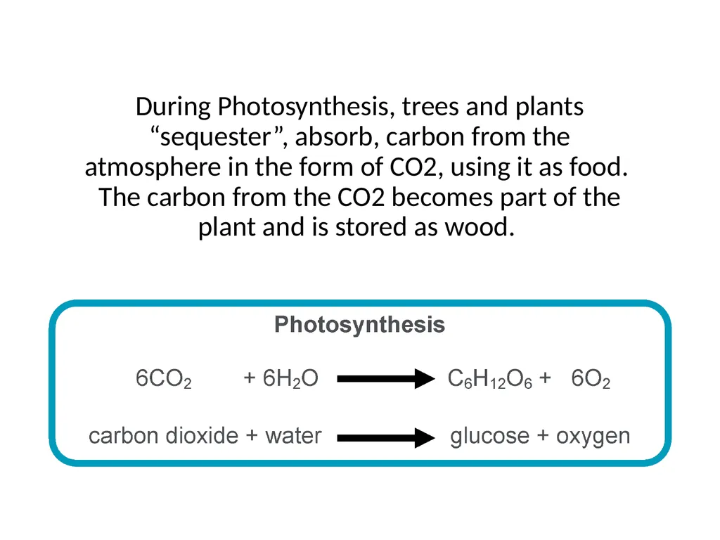 Forests as Carbon Sinks Adapted from Loose Leaf: - slide 5 of 11