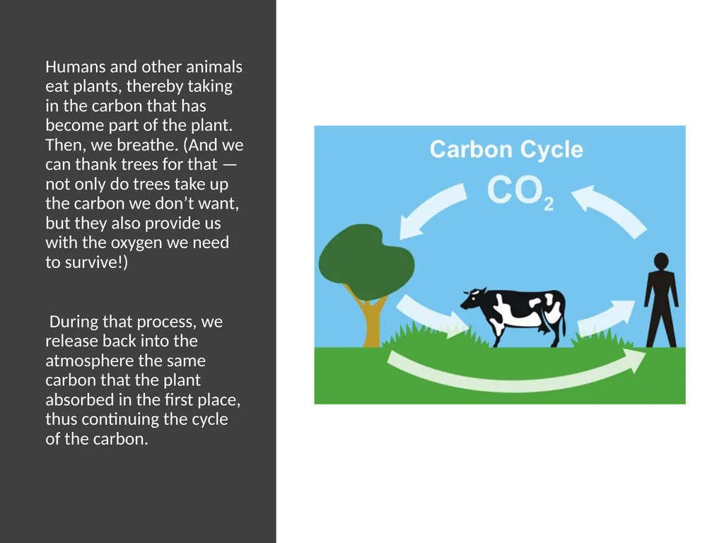 Forests as Carbon Sinks Adapted from Loose Leaf: - slide 7 of 11