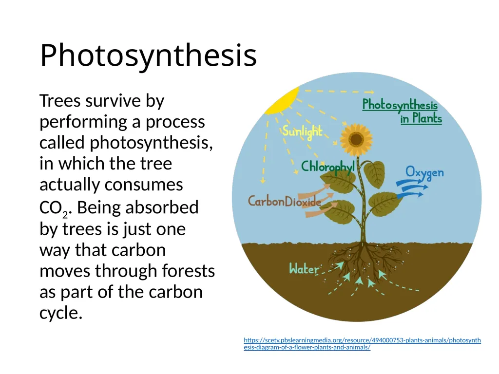 Forests as Carbon Sinks Adapted from Loose Leaf: - slide 3 of 11
