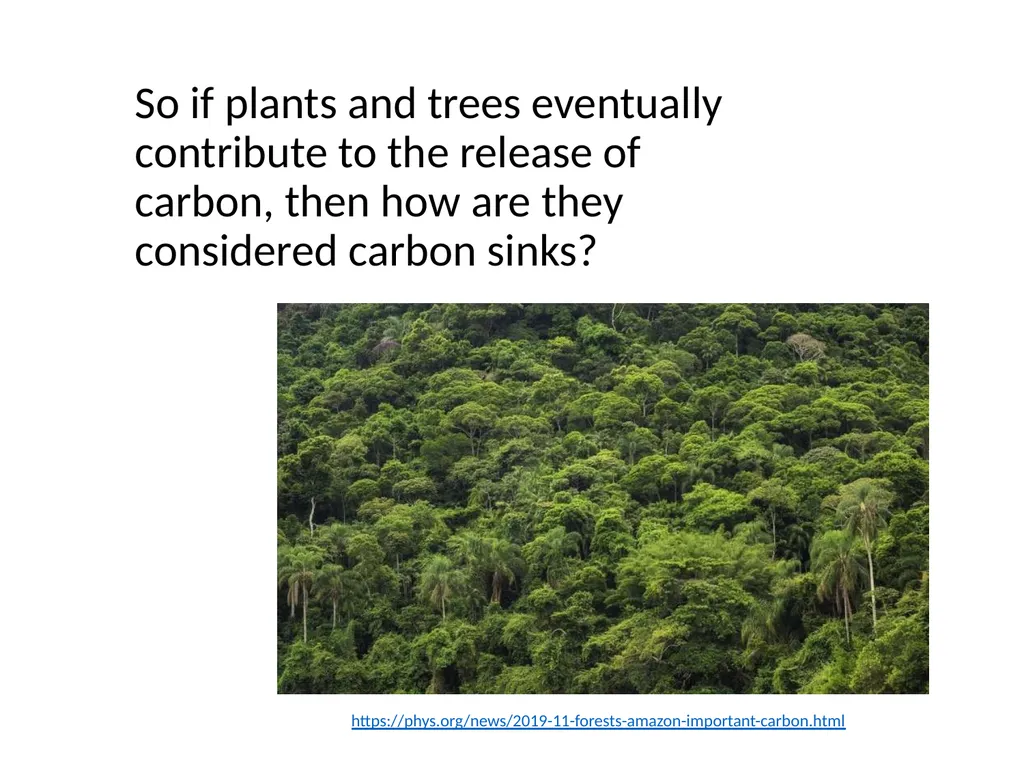 Forests as Carbon Sinks Adapted from Loose Leaf: - slide 8 of 11