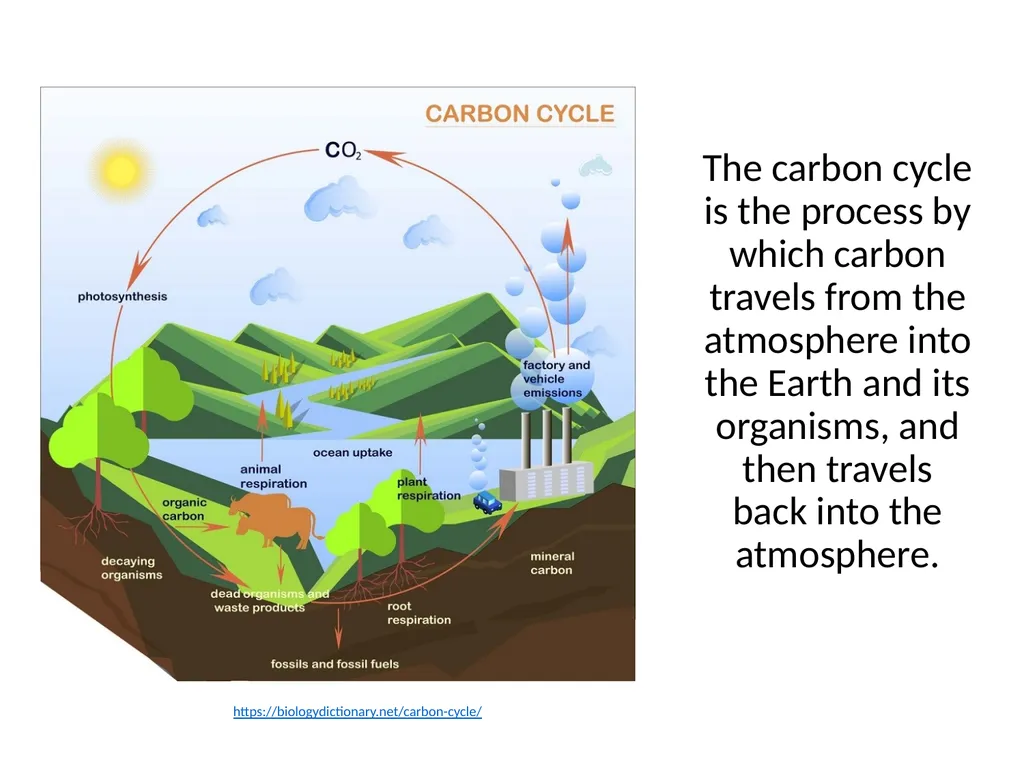 Forests as Carbon Sinks Adapted from Loose Leaf: - slide 4 of 11