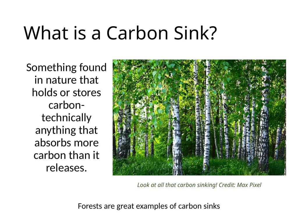 Forests as Carbon Sinks Adapted from Loose Leaf: - slide 2 of 11