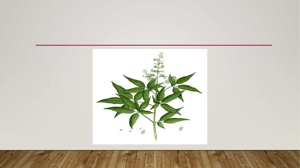 Vitex negundo Synonyms : V. bicolor, V. Incisa. - slide 3 of 8