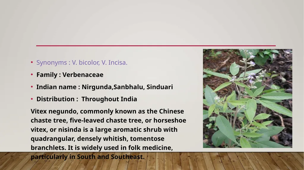 Vitex negundo Synonyms : V. bicolor, V. Incisa. - slide 2 of 8