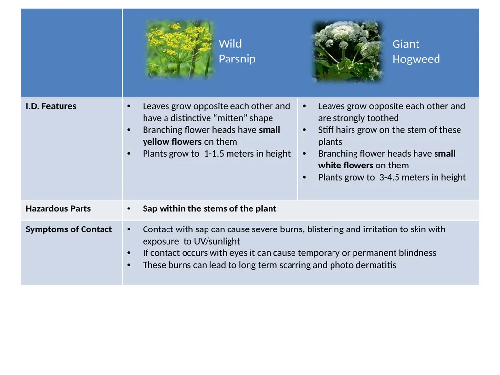 Hazardous Plants The following slides will discuss - slide 3 of 4
