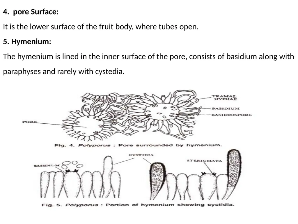 Sem. V, Paper V (B.Sc.III) Polyporus Asso. Prof. - slide 13 of 15