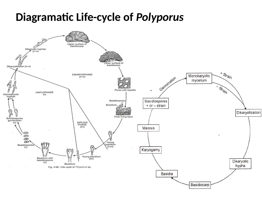 Sem. V, Paper V (B.Sc.III) Polyporus Asso. Prof. - slide 14 of 15