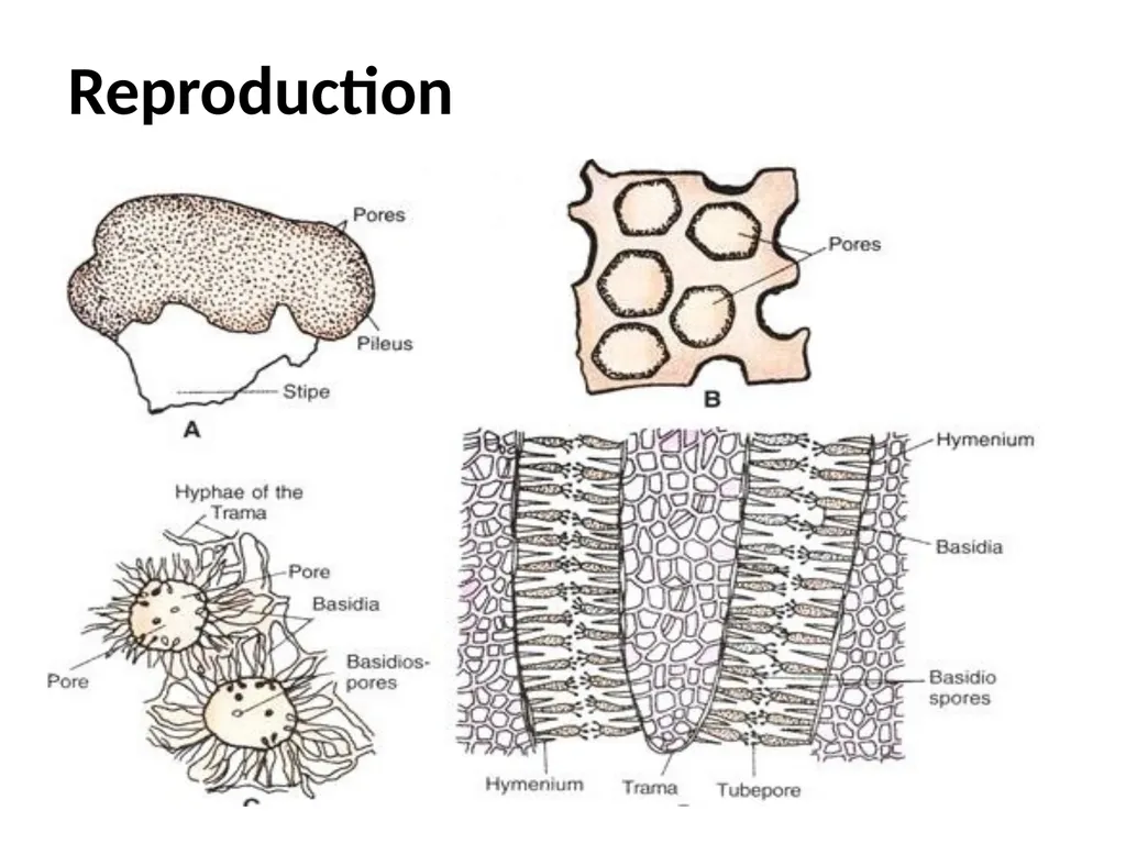 Sem. V, Paper V (B.Sc.III) Polyporus Asso. Prof. - slide 7 of 15