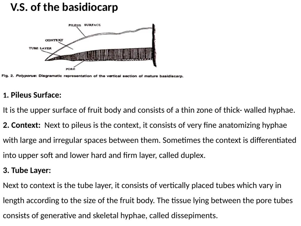 Sem. V, Paper V (B.Sc.III) Polyporus Asso. Prof. - slide 12 of 15