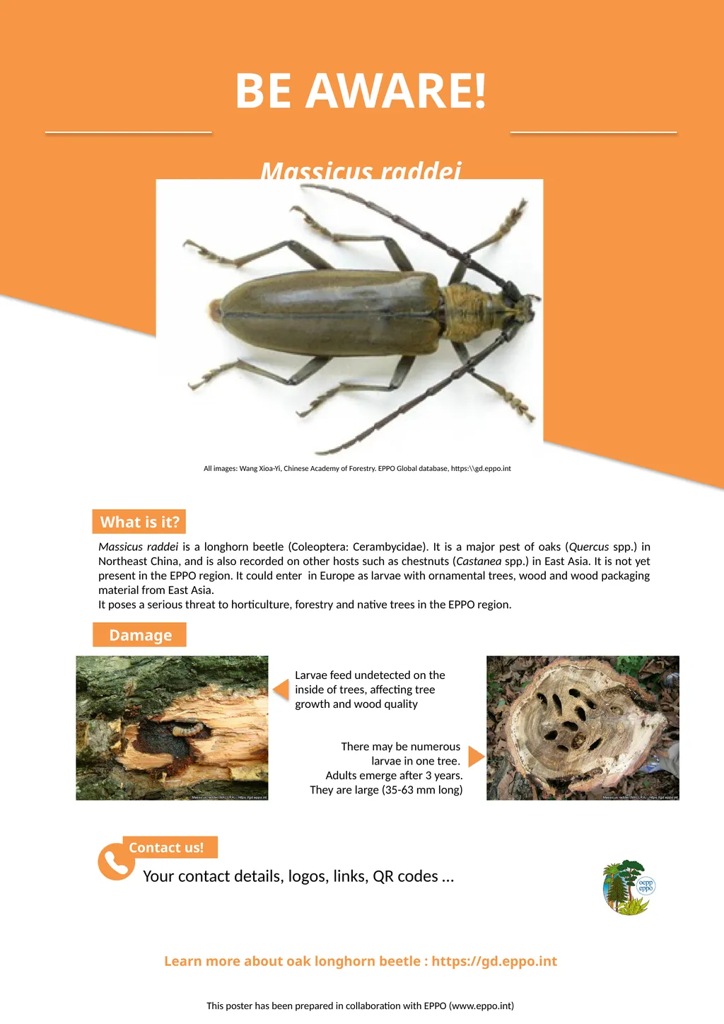 Learn more about oak longhorn beetle :