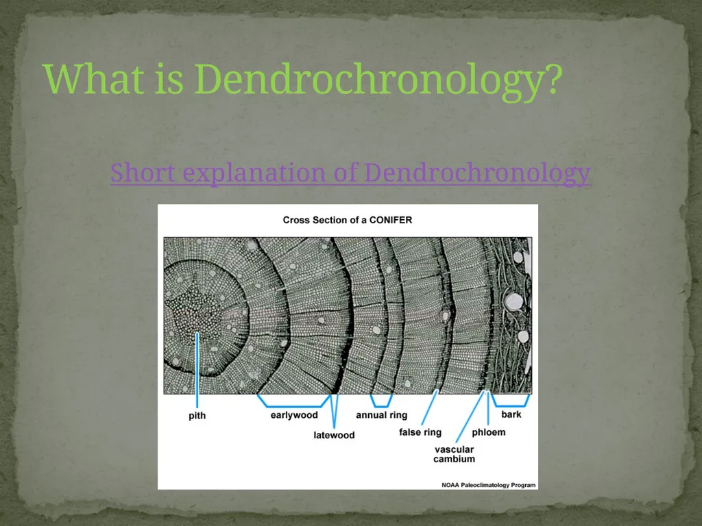 How Trees Provide Evidence about Past Climate - slide 3 of 10