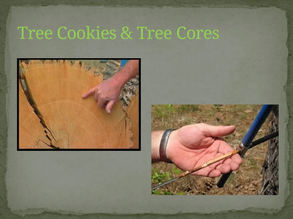 How Trees Provide Evidence about Past Climate - slide 2 of 10