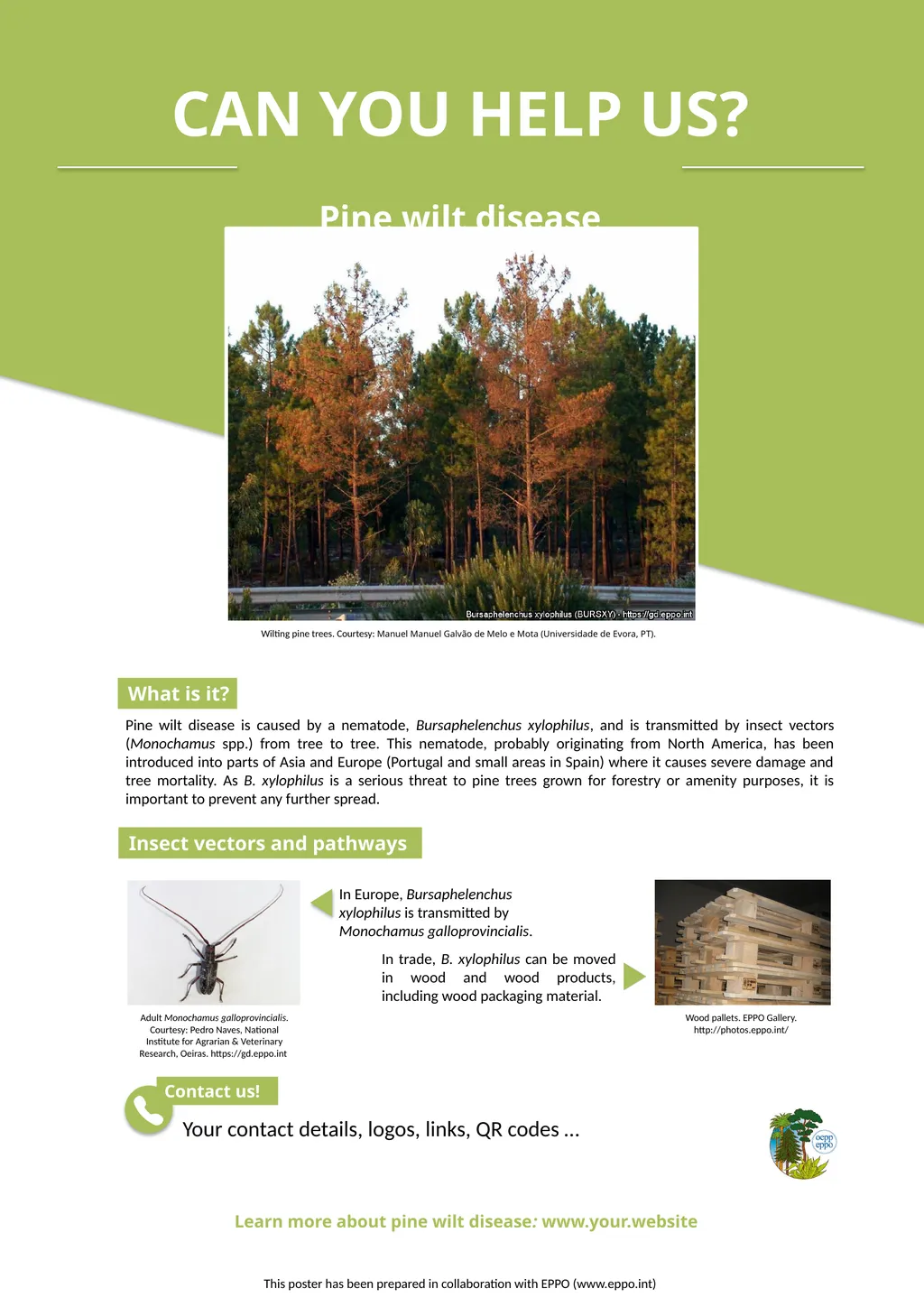 Learn more about pine wilt disease: