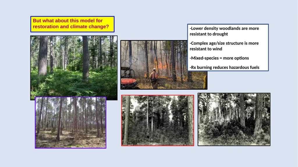 Fire Reintroduction in a Long Fire Excluded Red - slide 9 of 10