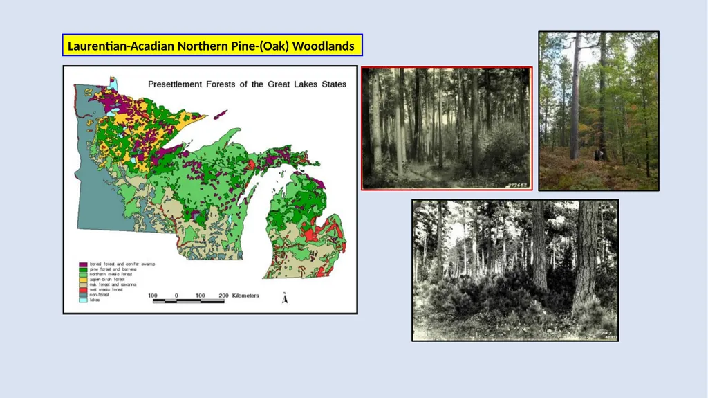 Fire Reintroduction in a Long Fire Excluded Red - slide 2 of 10
