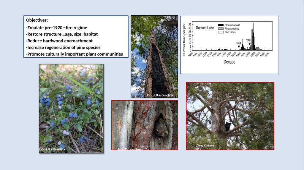 Fire Reintroduction in a Long Fire Excluded Red - slide 7 of 10