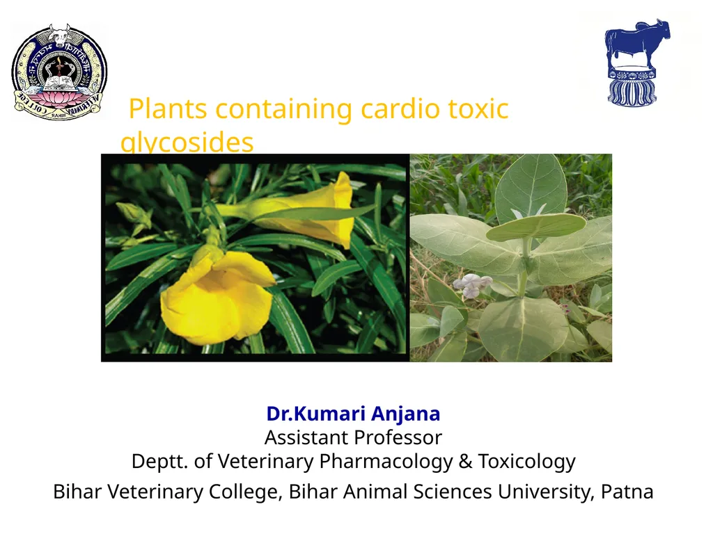 Dr.Kumari Anjana Assistant Professor Deptt. of - slide 1 of 13