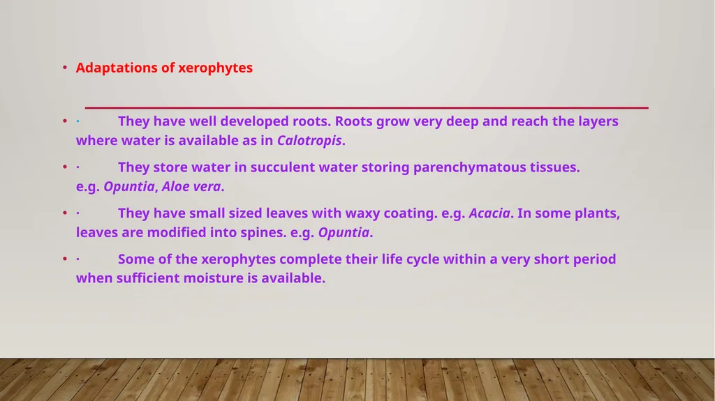 Adaptations- xerophytes Dr.a.Maajitha begam - slide 3 of 8