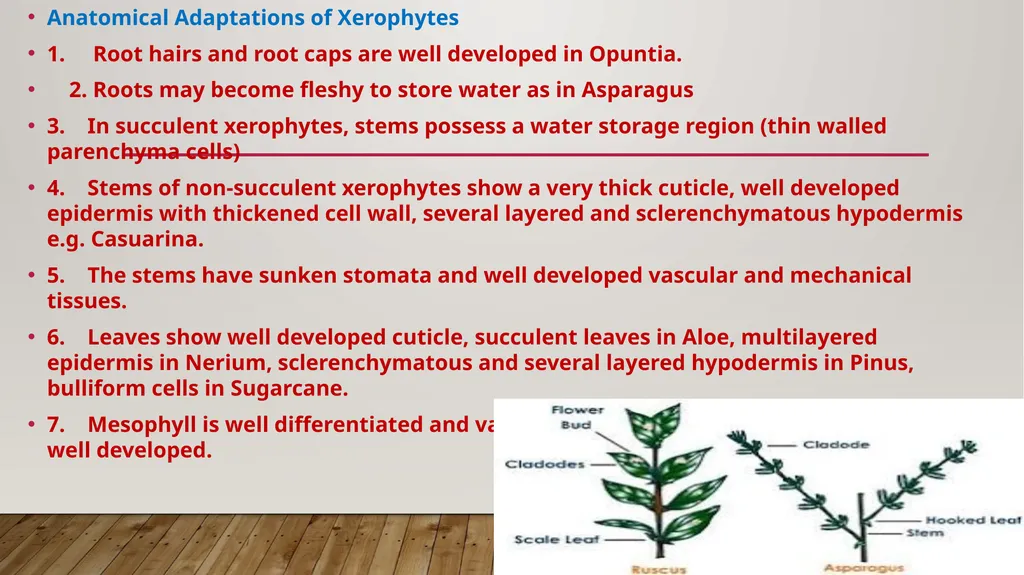 Adaptations- xerophytes Dr.a.Maajitha begam - slide 6 of 8