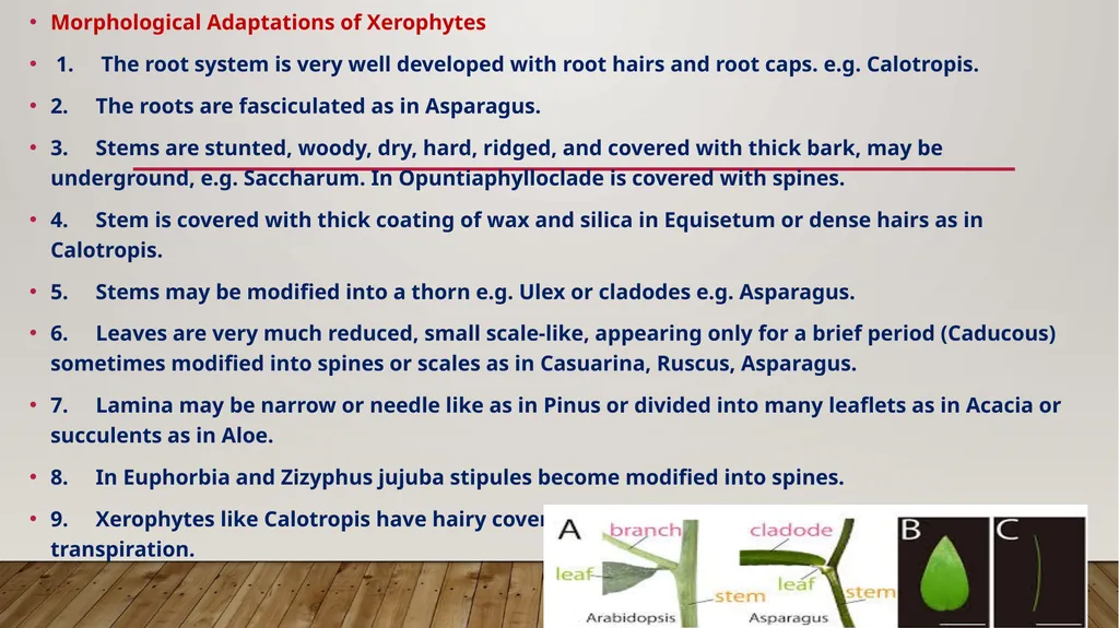 Adaptations- xerophytes Dr.a.Maajitha begam - slide 5 of 8