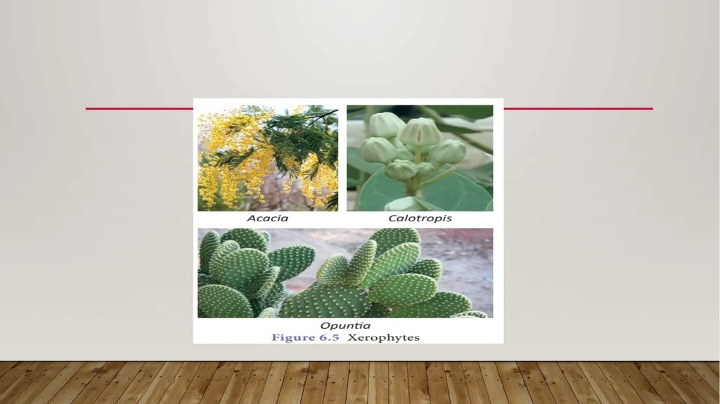 Adaptations- xerophytes Dr.a.Maajitha begam - slide 4 of 8