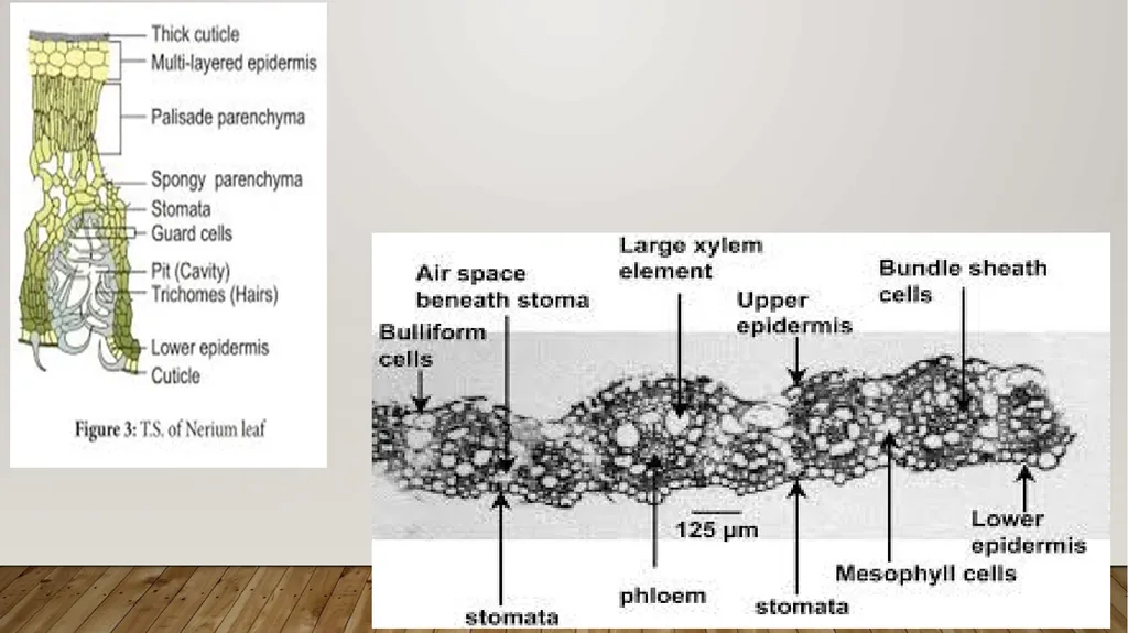 Adaptations- xerophytes Dr.a.Maajitha begam - slide 7 of 8