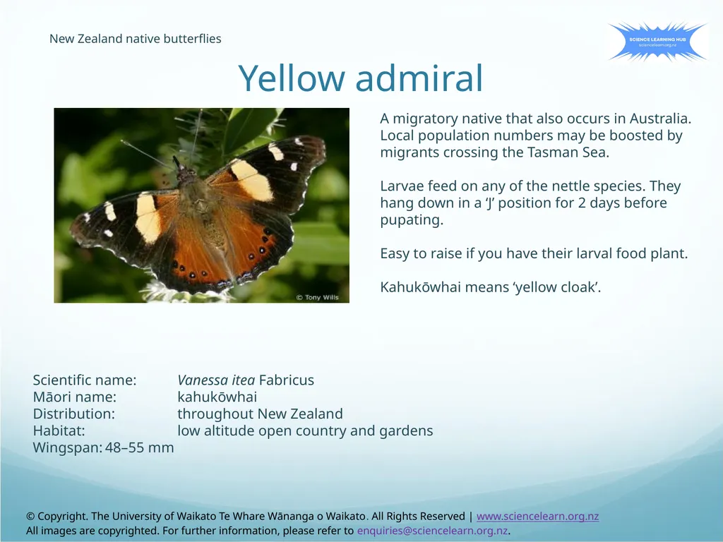 Red admiral New Zealand native butterflies The red - slide 2 of 17