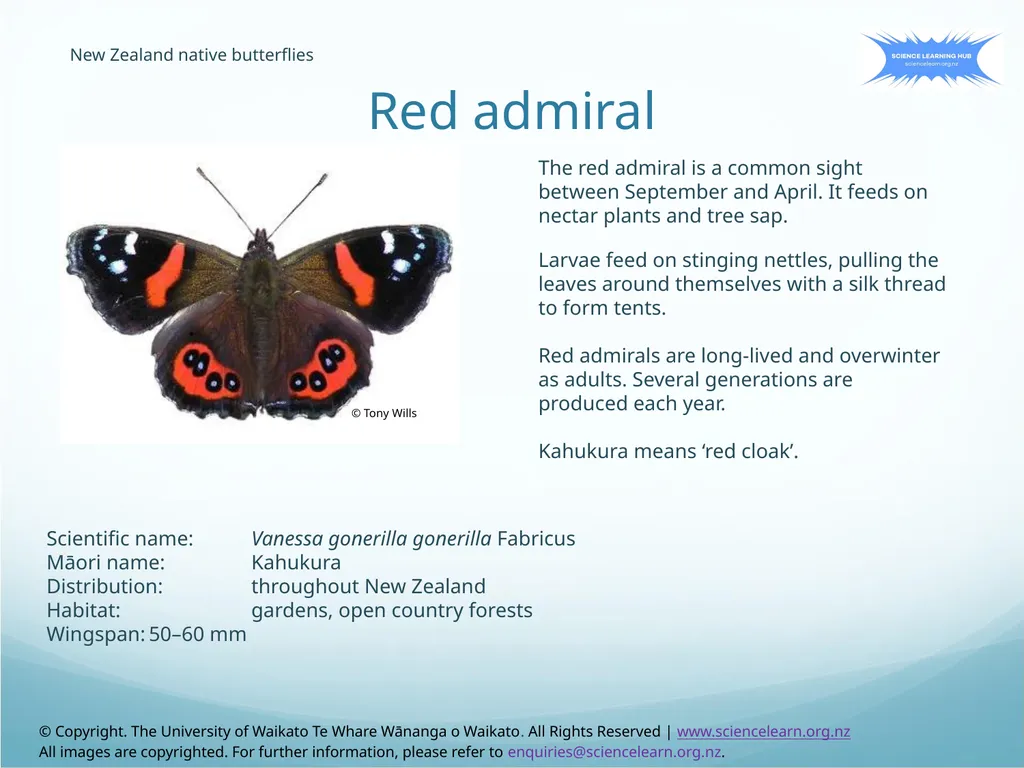 Red admiral New Zealand native butterflies The red - slide 1 of 17