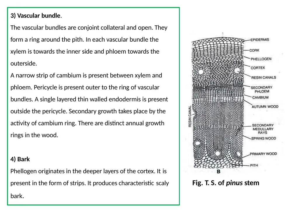 PINUS Introduction: Gymnosperms like all vascular - slide 6 of 16