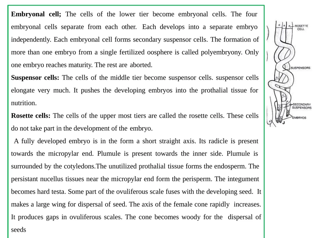 PINUS Introduction: Gymnosperms like all vascular - slide 15 of 16