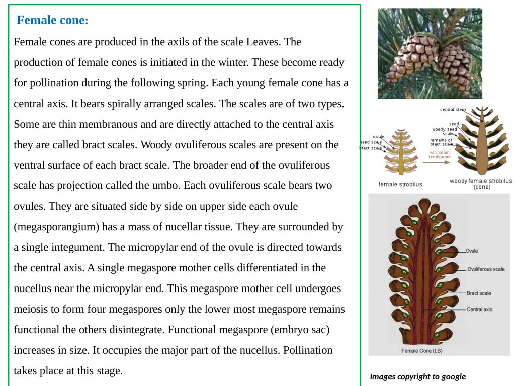 PINUS Introduction: Gymnosperms like all vascular - slide 12 of 16