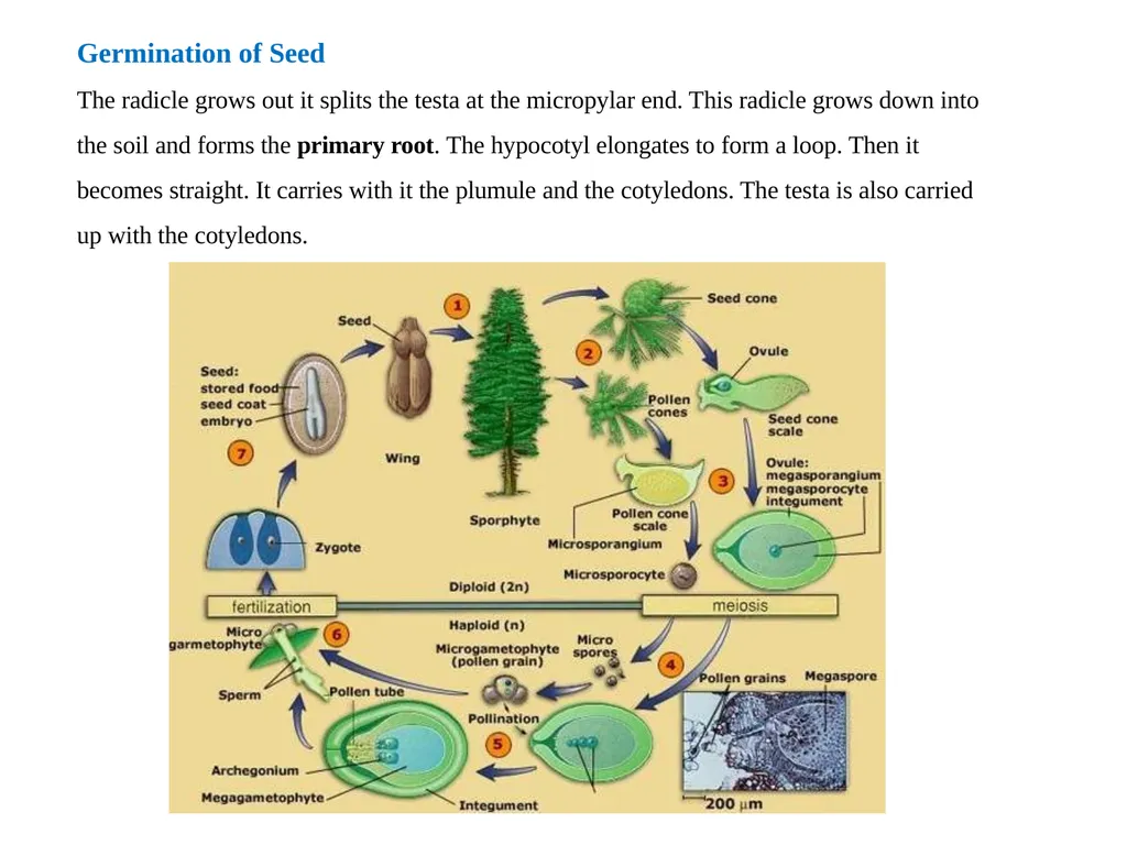 PINUS Introduction: Gymnosperms like all vascular - slide 16 of 16