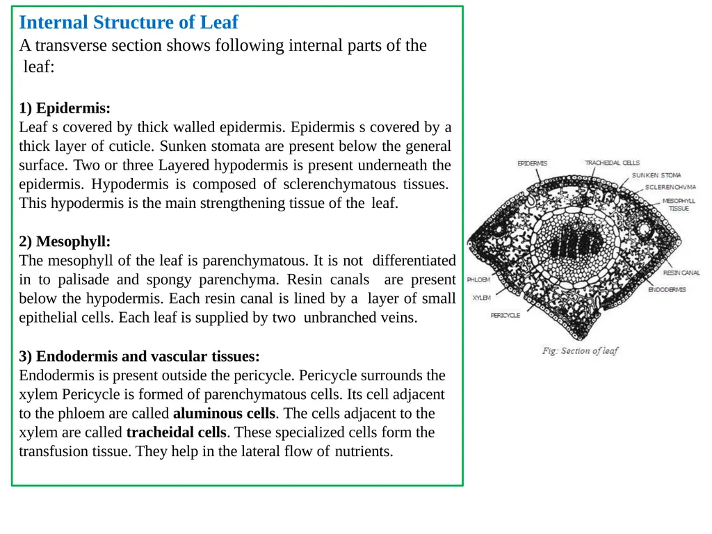 PINUS Introduction: Gymnosperms like all vascular - slide 7 of 16