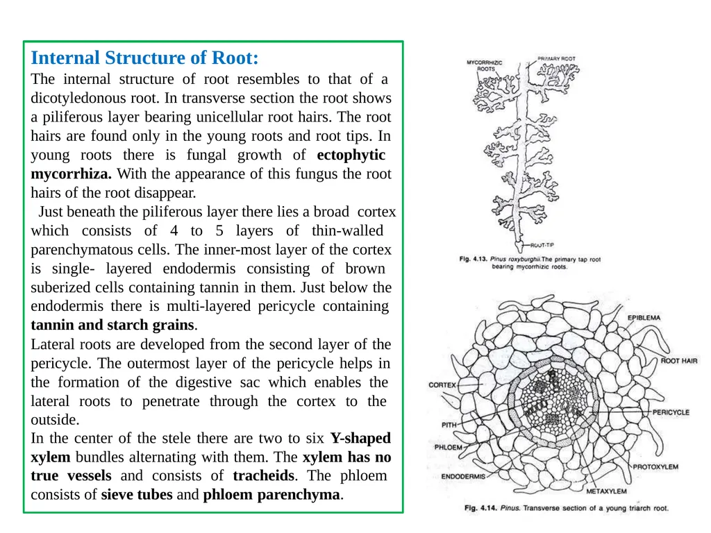 PINUS Introduction: Gymnosperms like all vascular - slide 8 of 16