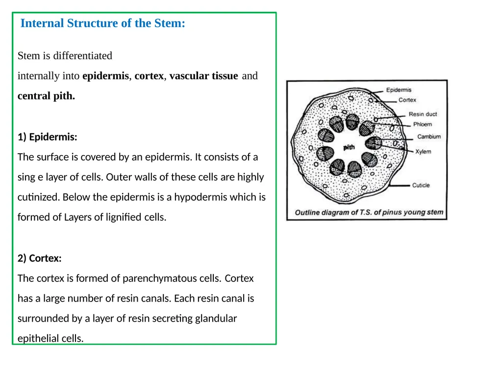 PINUS Introduction: Gymnosperms like all vascular - slide 5 of 16