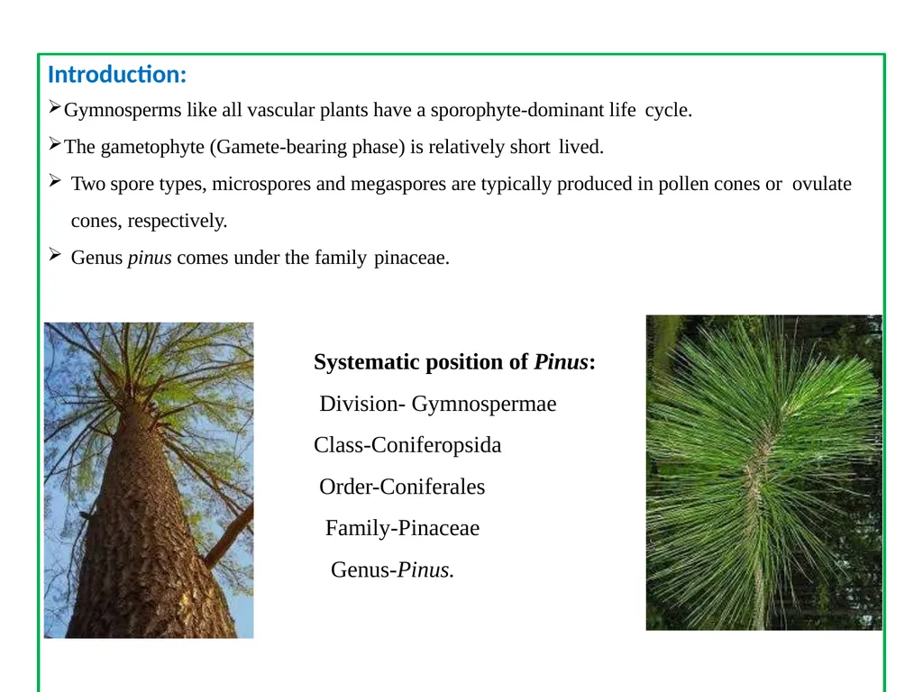 PINUS Introduction: Gymnosperms like all vascular - slide 2 of 16