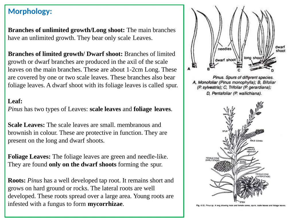PINUS Introduction: Gymnosperms like all vascular - slide 4 of 16