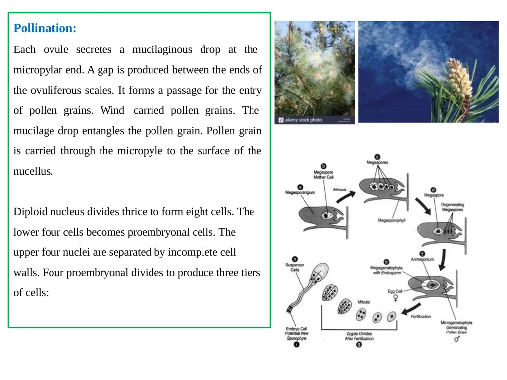 PINUS Introduction: Gymnosperms like all vascular - slide 14 of 16