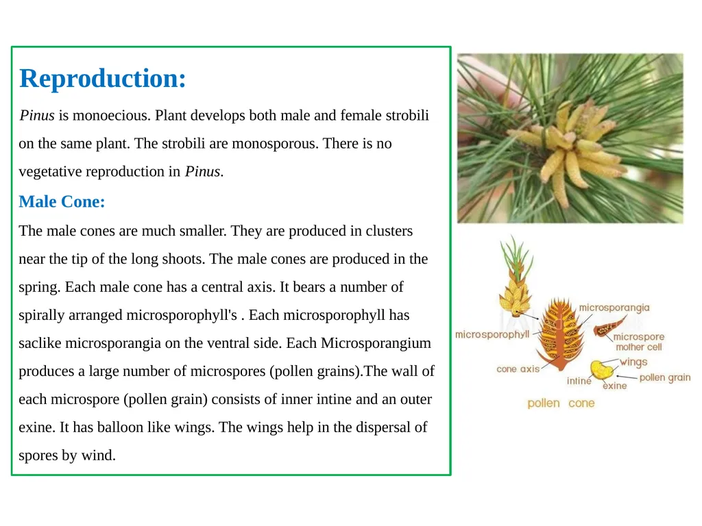 PINUS Introduction: Gymnosperms like all vascular - slide 9 of 16