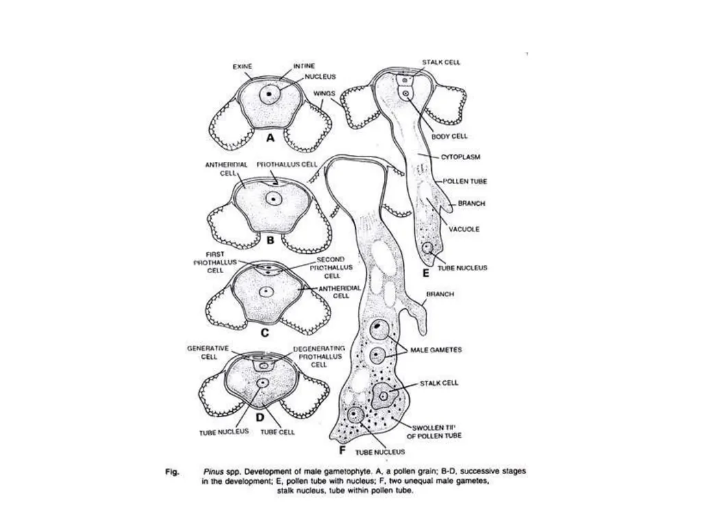 PINUS Introduction: Gymnosperms like all vascular - slide 11 of 16