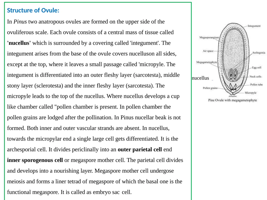 PINUS Introduction: Gymnosperms like all vascular - slide 13 of 16