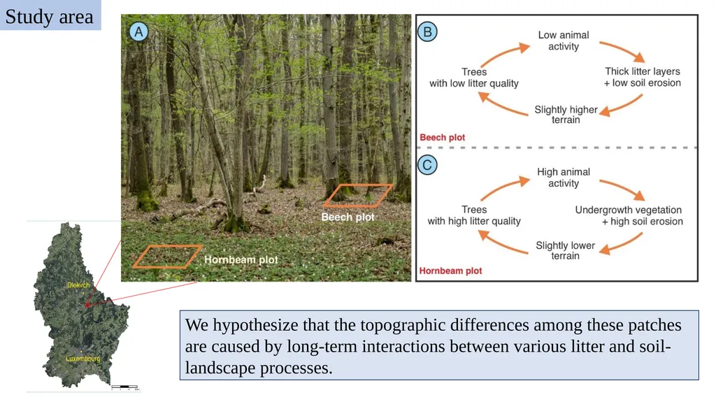 Can litter quality explain landscape evolution: - slide 2 of 6
