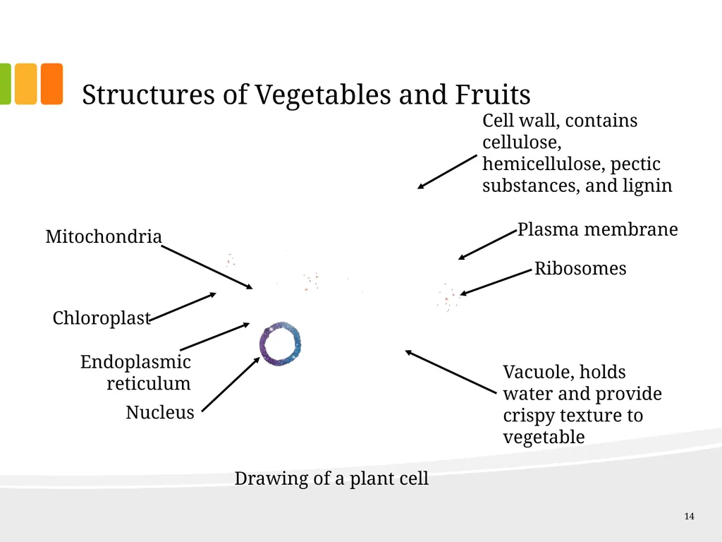 Understanding Ingredients Fruits and Vegetables - slide 14 of 31